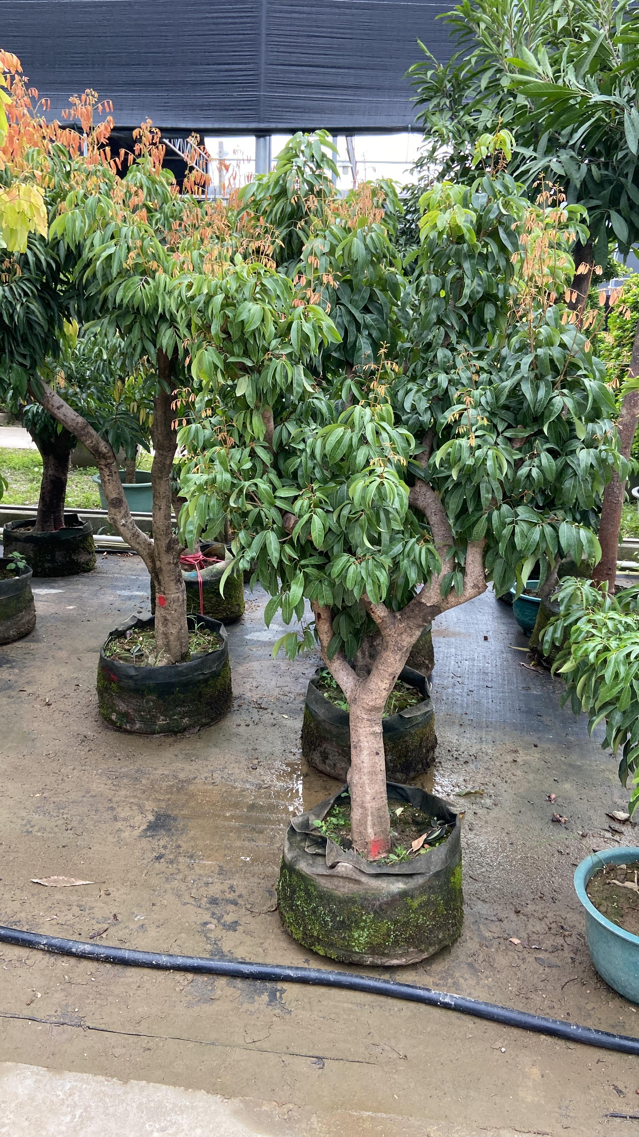 F0007（litchi）