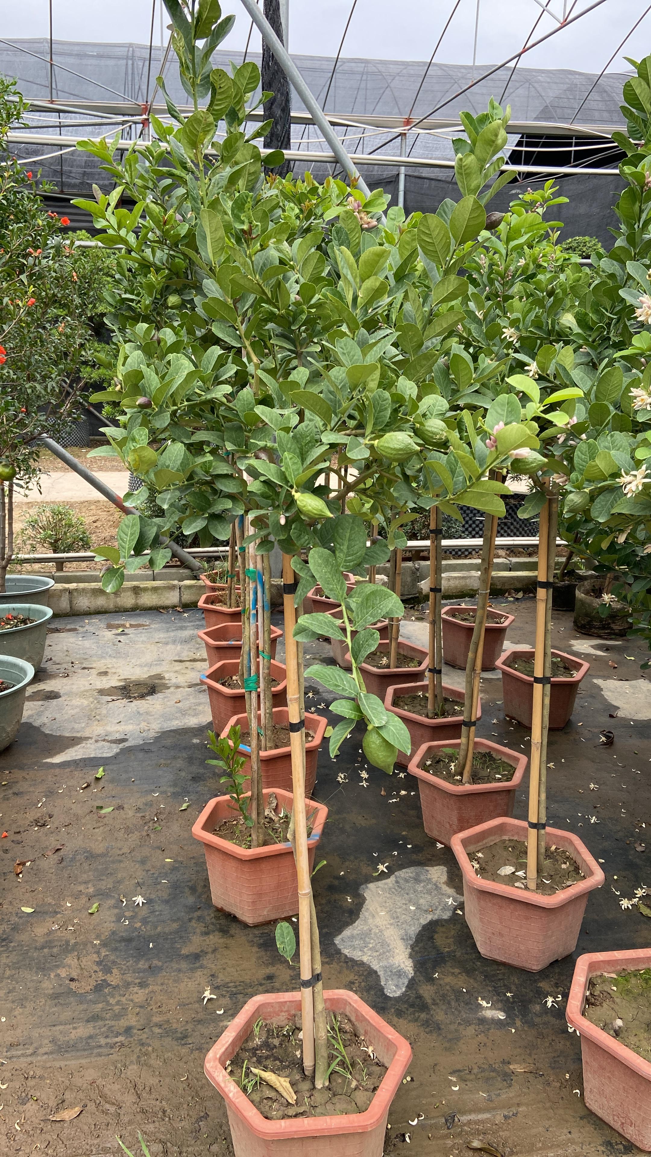 F0003（lemon)