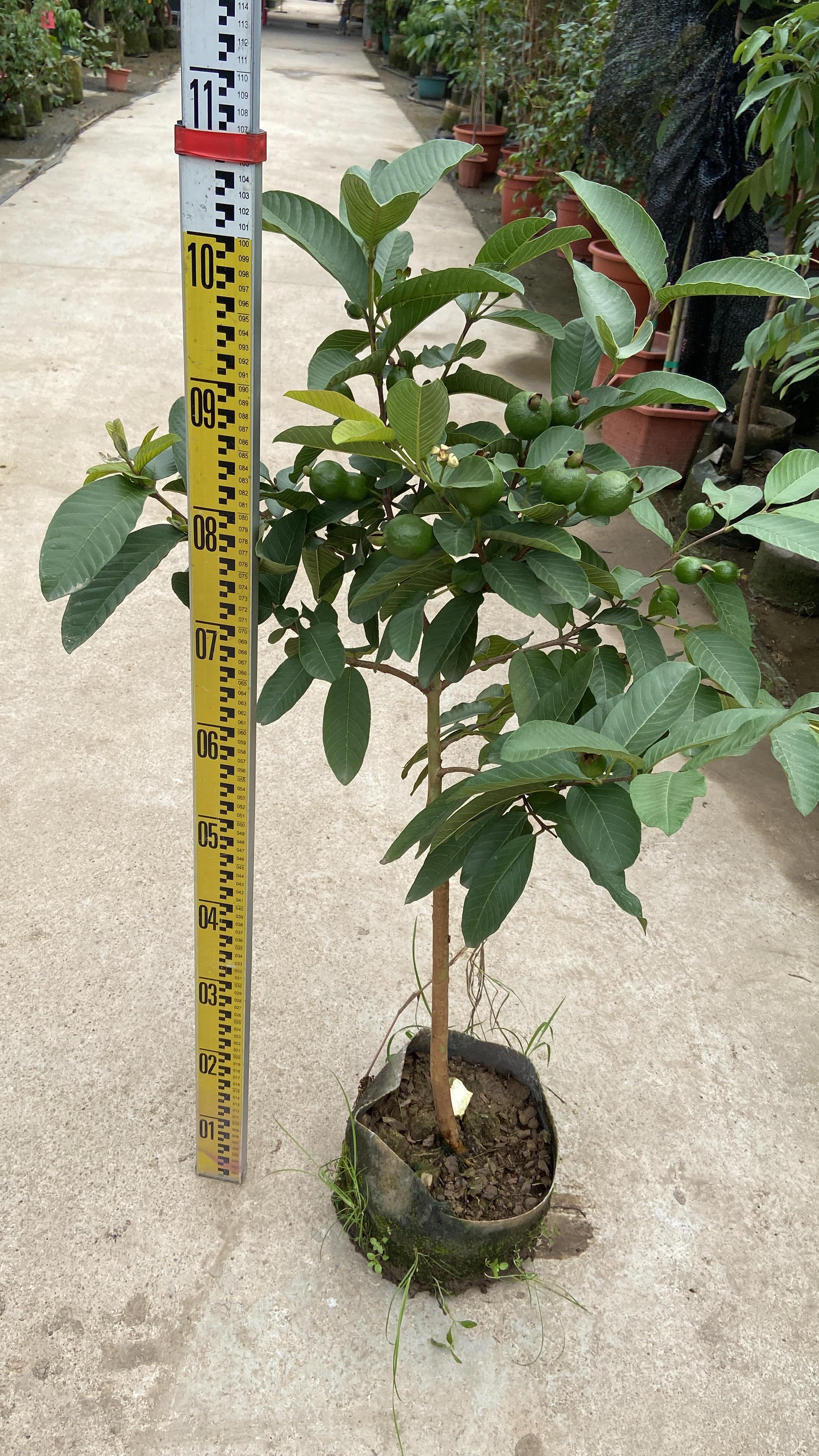 F0004(guava）