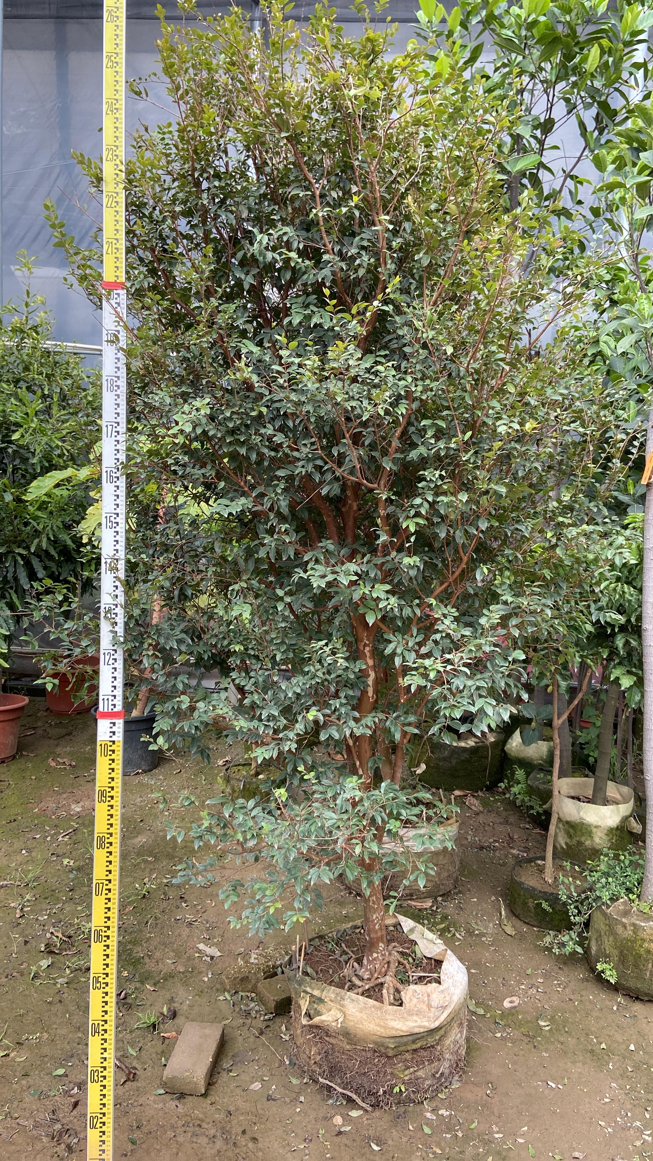 F0002(树葡萄）